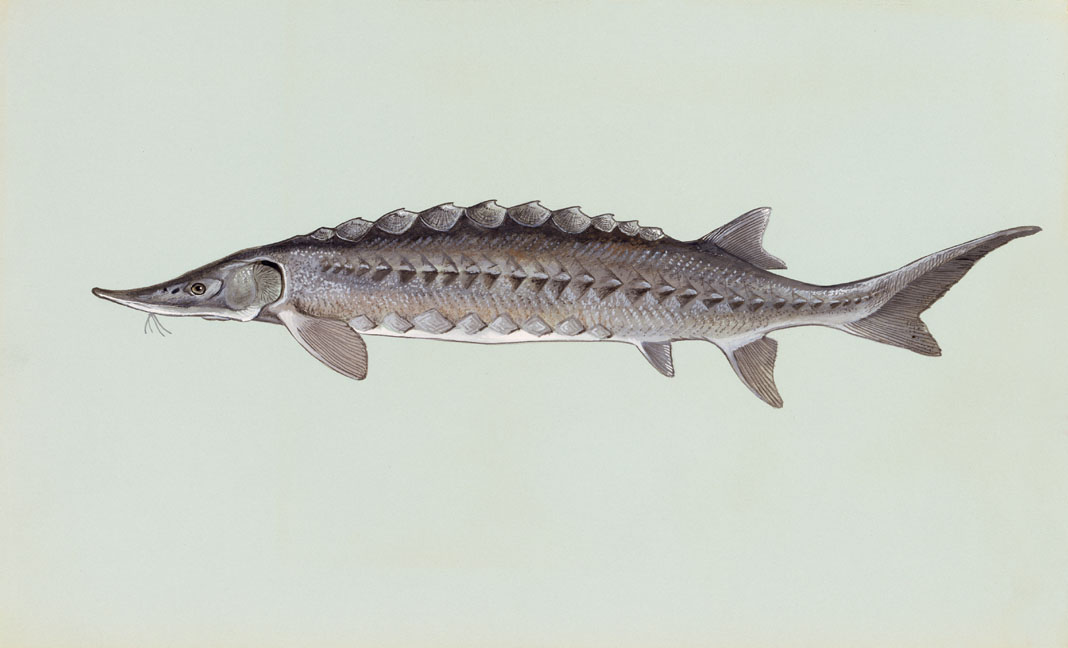 Atlantic Sturgeon Source: Raver, Duane. http://images.fws.gov. U.S. Fish and Wildlife Service.