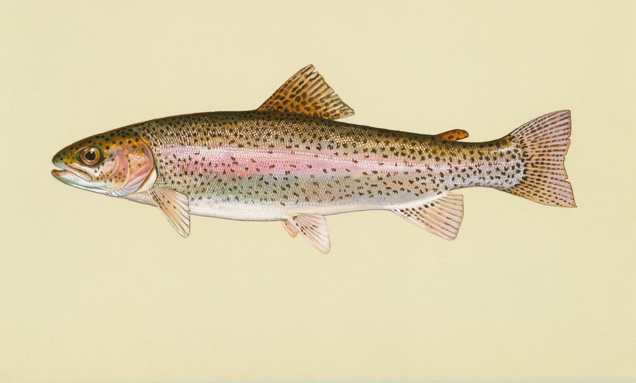 Rainbow Trout Source: Raver, Duane. http://images.fws.gov. U.S. Fish and Wildlife Service.