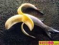 Mutant Fish-Banana