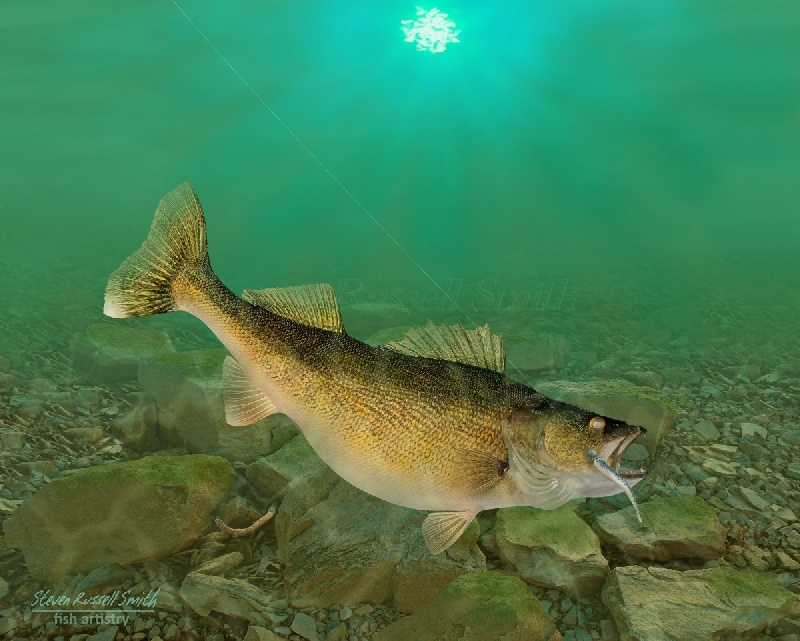 Walleye on a Fisherman's Line