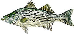 Striped Bass Hybrid