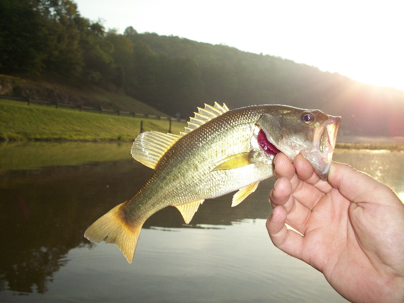 largemouth Bass near Marietta