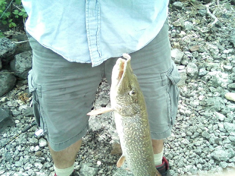 Musky from Berlin Lake