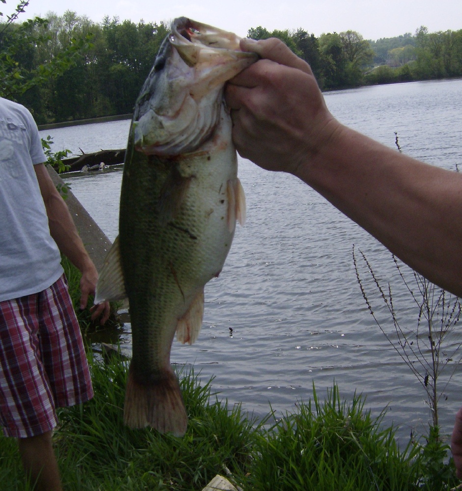 Largemouth caught in OH lake