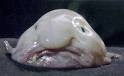 This is a "Blob-fish"
