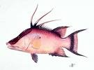 a Hogfish that was really 