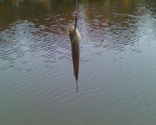 2nd fish from homestead near Ostrander